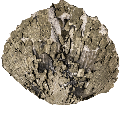 brachiopod