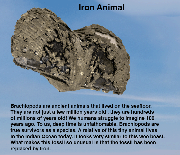 brachiopod